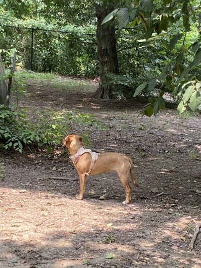 Dog Park - Sleepy Hollow, NY