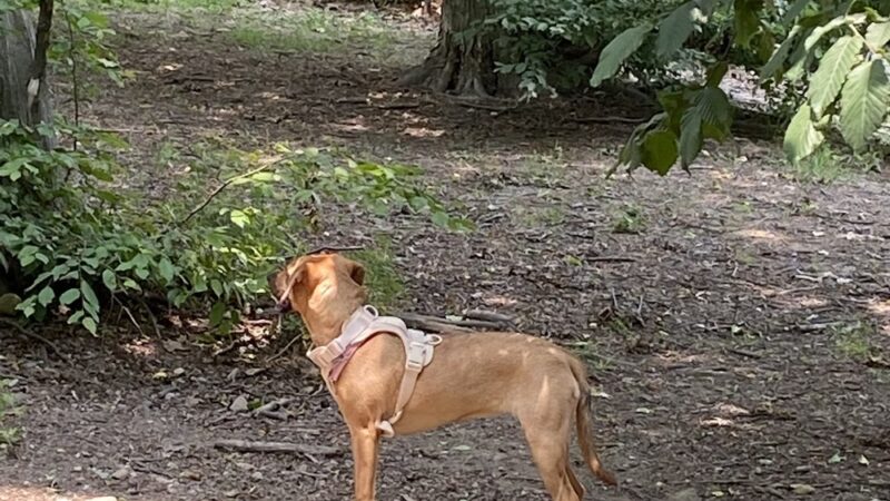 Dog Park - Sleepy Hollow, NY