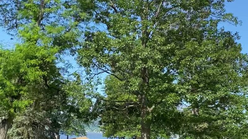 Dog Park - Sleepy Hollow, NY