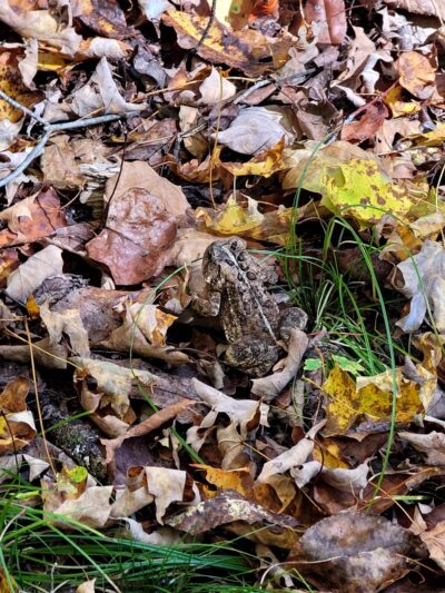 Wolf Creek Narrows Natural Area - Slippery Rock, PA