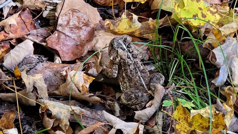 Wolf Creek Narrows Natural Area - Slippery Rock, PA