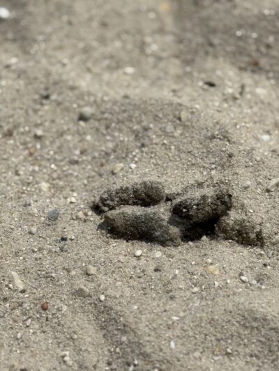 Lake Como Recreation Area - Smyrna, DE