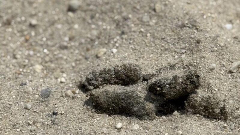 Lake Como Recreation Area - Smyrna, DE