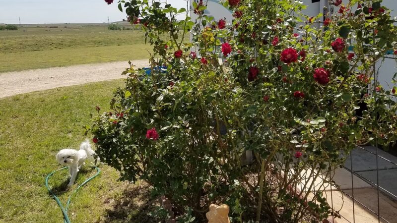 Country View RV Park - Snyder, TX
