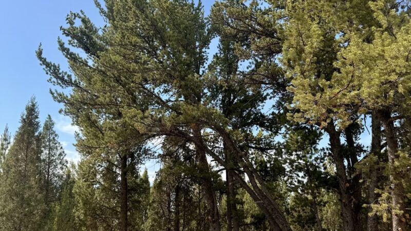 Soda Creek Campground - Soda Springs, ID