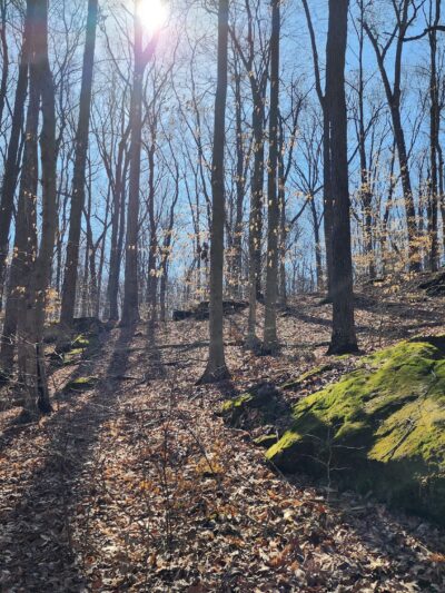 Canyon Forest Nature Preserve - Solsberry, IN
