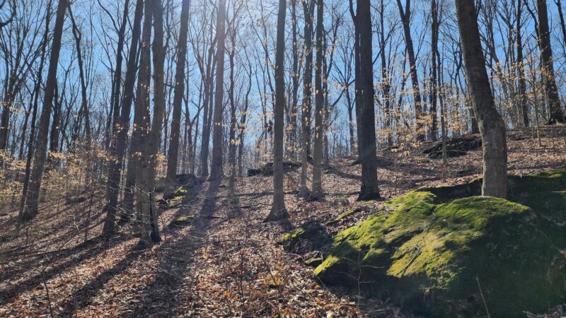 Canyon Forest Nature Preserve - Solsberry, IN