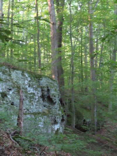 Canyon Forest Nature Preserve - Solsberry, IN