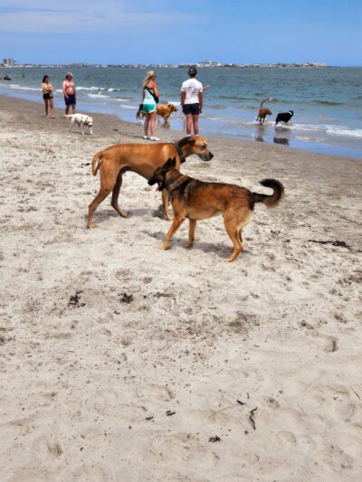 Malibu Dog Beach - Somers Point, NJ
