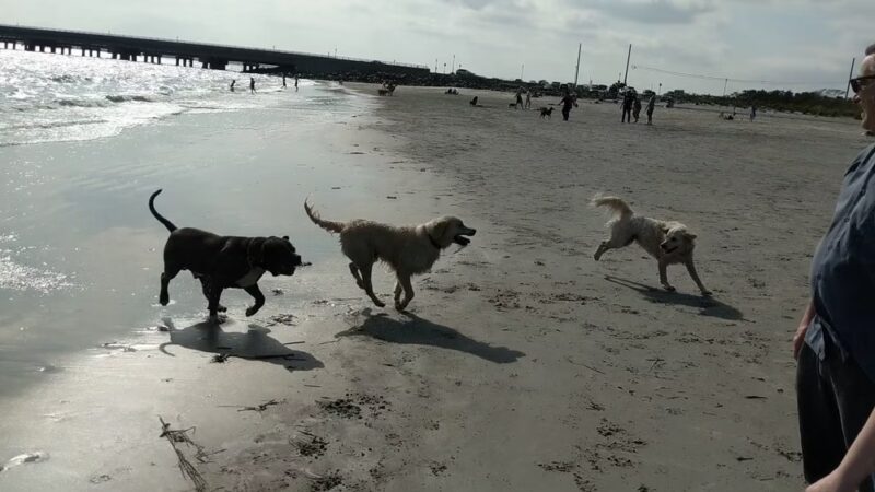 Malibu Dog Beach - Somers Point, NJ