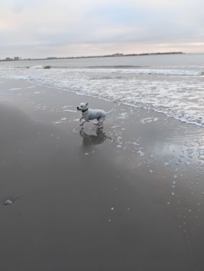 Malibu Dog Beach - Somers Point, NJ