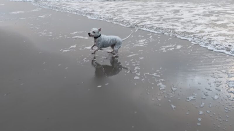 Malibu Dog Beach - Somers Point, NJ