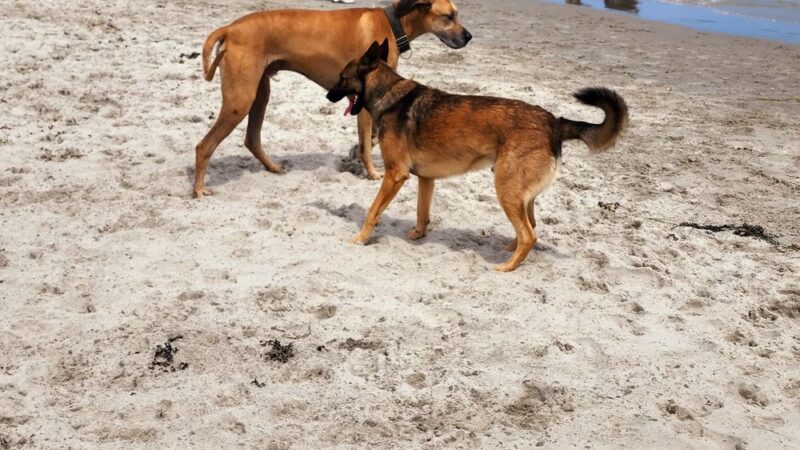 Malibu Dog Beach - Somers Point, NJ