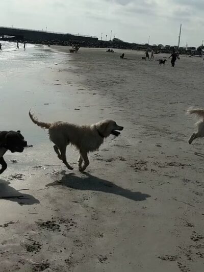 Malibu Dog Beach - Somers Point, NJ
