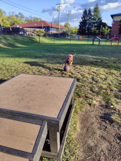 Niles Ave Dog Park by Matthews LLC - South Bend, IN