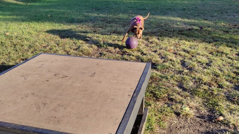 Niles Ave Dog Park by Matthews LLC - South Bend, IN