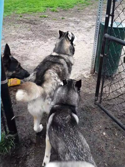 Niles Ave Dog Park by Matthews LLC - South Bend, IN