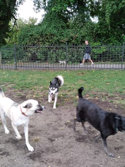 Niles Ave Dog Park by Matthews LLC - South Bend, IN