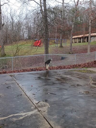 Little Creek Dog Park - South Charleston, WV