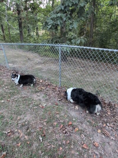 Little Creek Dog Park - South Charleston, WV