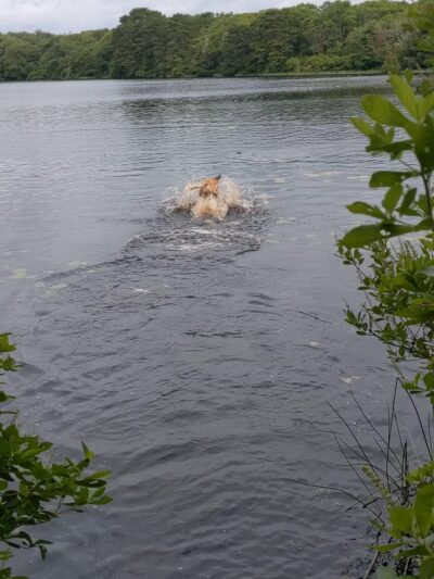Fresh Pond Conservation Land - South Dennis, MA