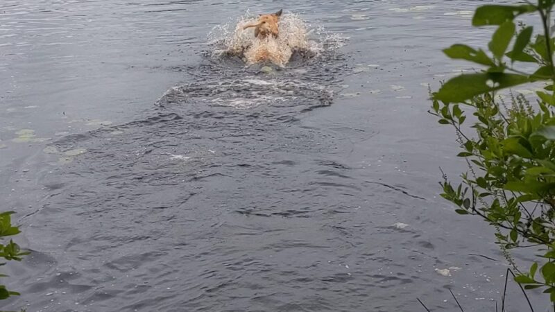 Fresh Pond Conservation Land - South Dennis, MA