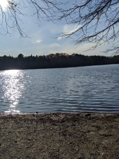 Fresh Pond Conservation Land - South Dennis, MA