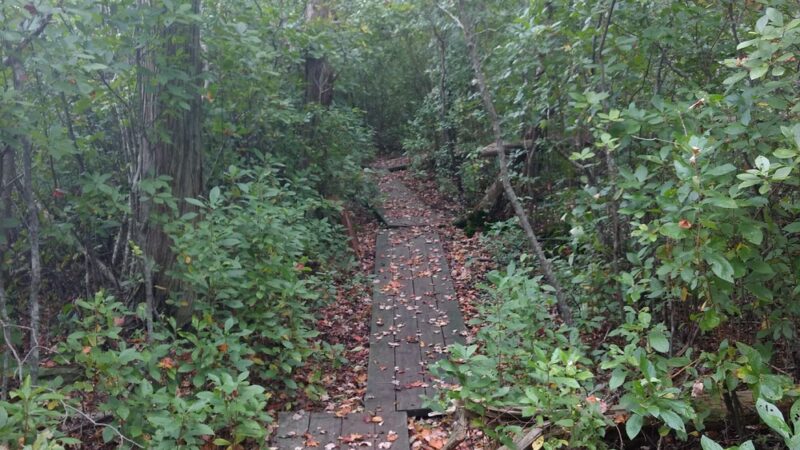 Fresh Pond Conservation Land - South Dennis, MA