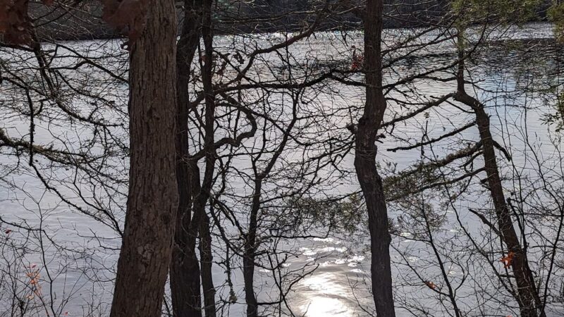 Fresh Pond Conservation Land - South Dennis, MA