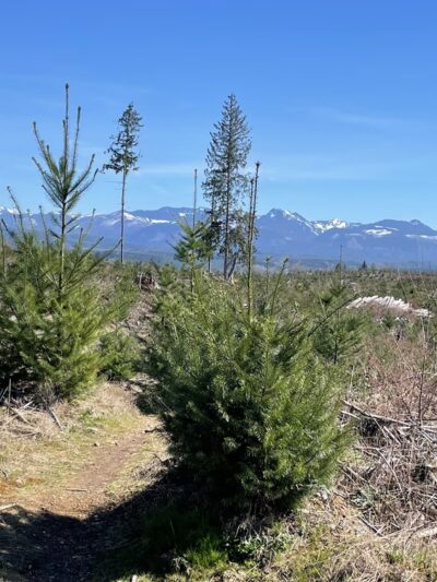 Carriage Road Nature Trail - South Fork, PA
