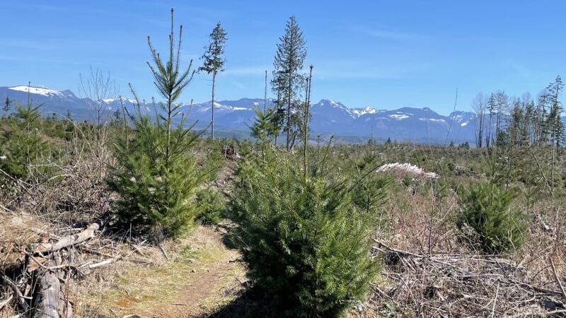 Carriage Road Nature Trail - South Fork, PA