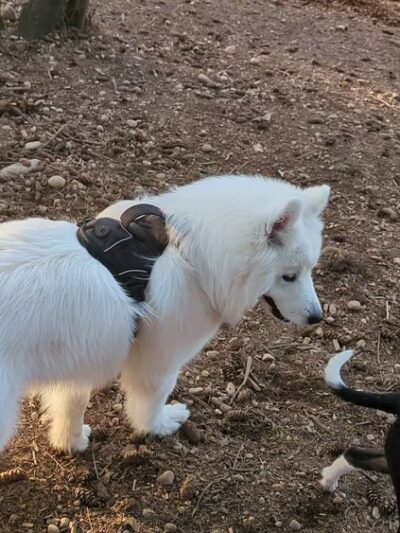 Habitat Dog Park - South Hill, WA