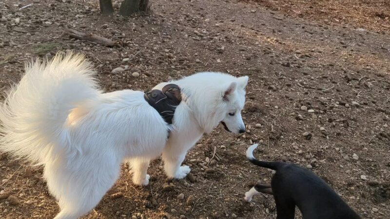 Habitat Dog Park - South Hill, WA