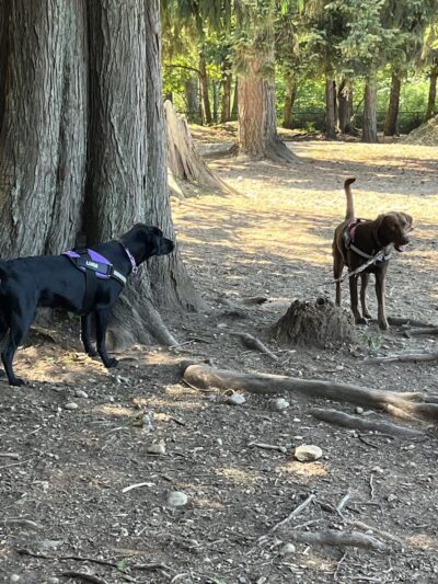 Habitat Dog Park - South Hill, WA