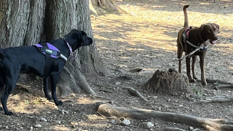 Habitat Dog Park - South Hill, WA