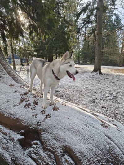 Habitat Dog Park - South Hill, WA
