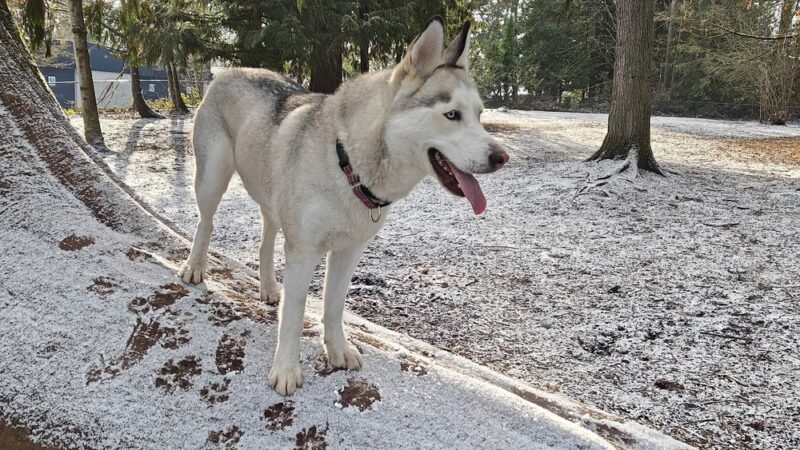 Habitat Dog Park - South Hill, WA
