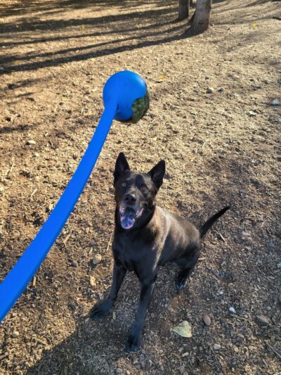 Habitat Dog Park - South Hill, WA