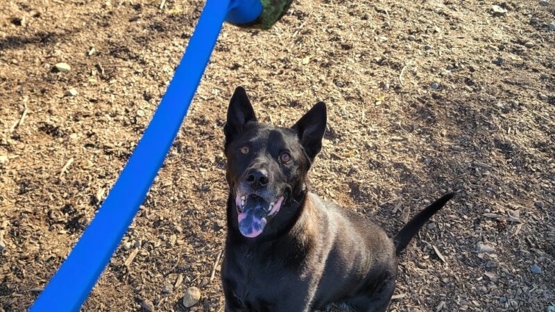 Habitat Dog Park - South Hill, WA