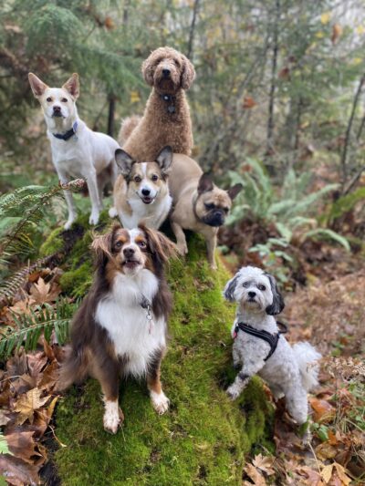 South Hound - Dog walking off leash adventure - ,