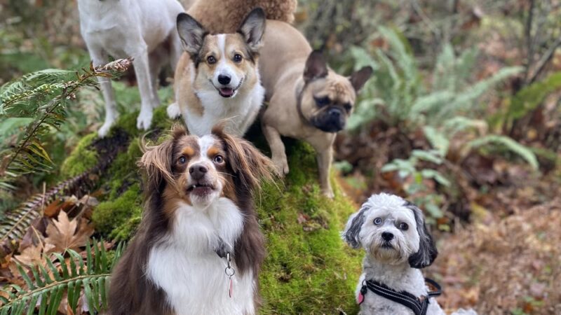 South Hound - Dog walking off leash adventure - ,