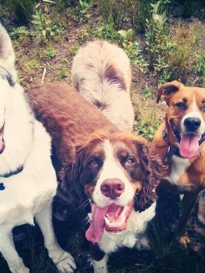 South Hound - Dog walking off leash adventure - ,