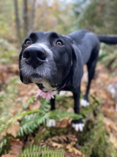 South Hound - Dog walking off leash adventure - ,