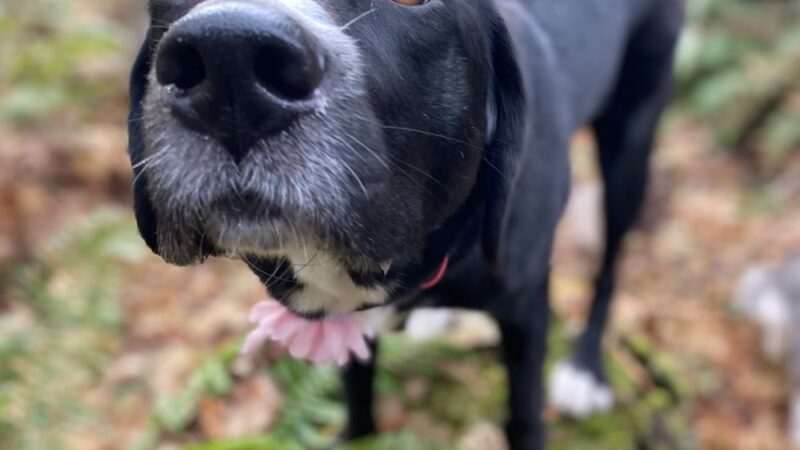 South Hound - Dog walking off leash adventure - ,