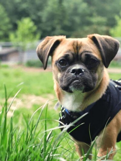 South Hound - Dog walking off leash adventure - ,