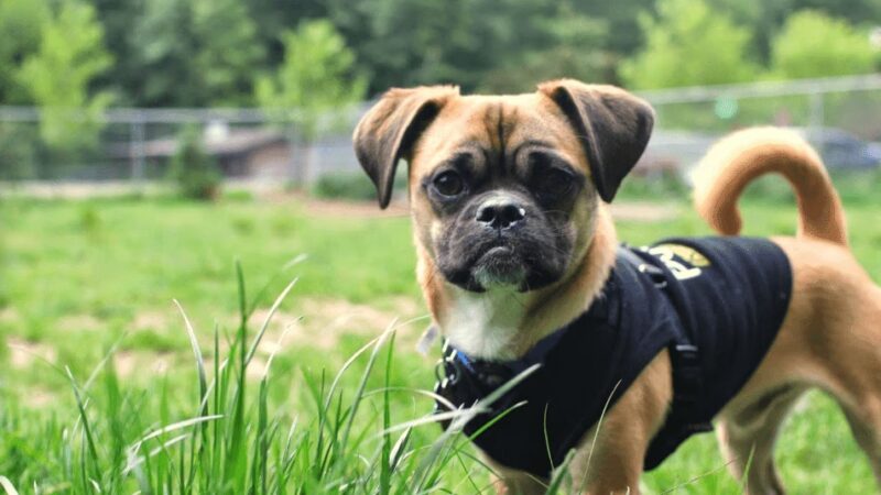 South Hound - Dog walking off leash adventure - ,