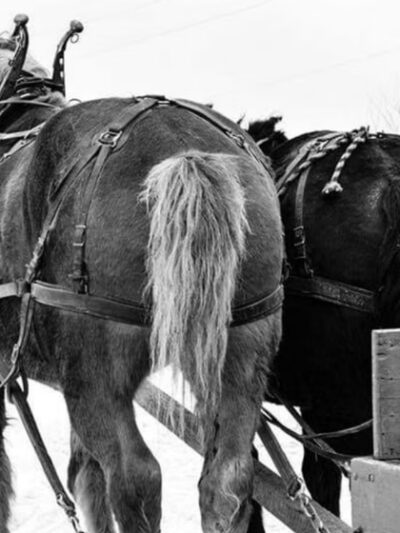 Weathered Hill Farm llc - South Kortright, NY