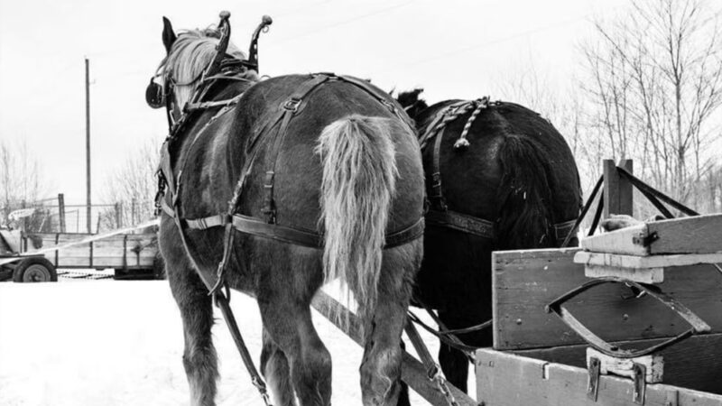 Weathered Hill Farm llc - South Kortright, NY