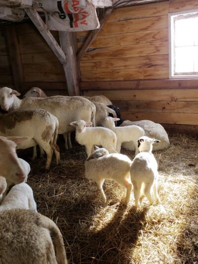 Weathered Hill Farm llc - South Kortright, NY