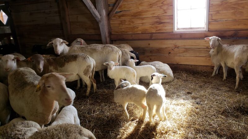 Weathered Hill Farm llc - South Kortright, NY